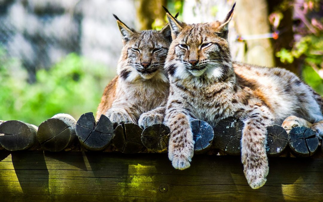 Sprunghilfe für den Luchs