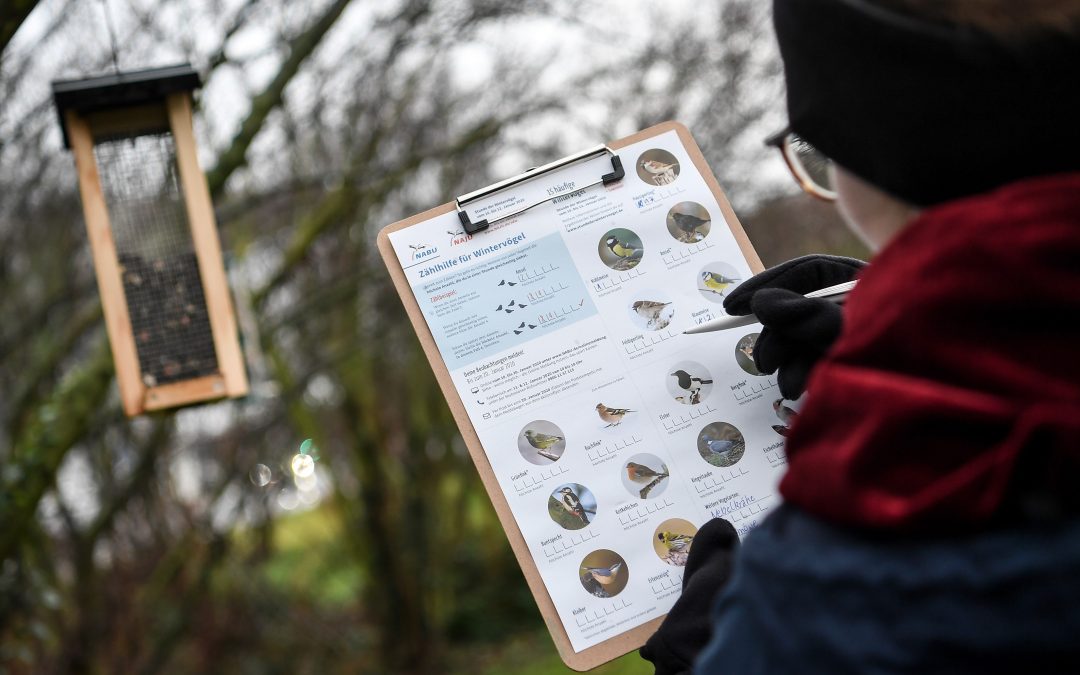 NABU: Vogelzählung – Stunde der Wintervögel bricht alle Rekorde